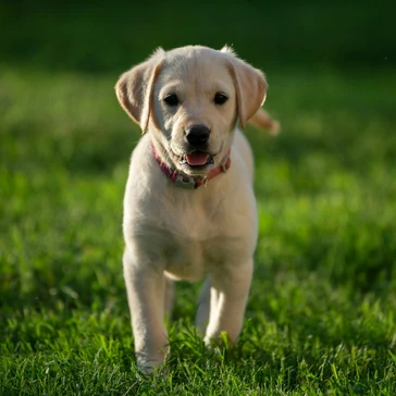 Chiot photographié le premier jour