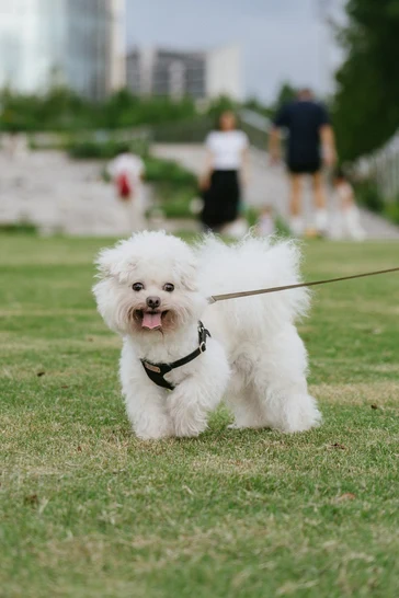 Le même chien au deux cent quinzième jour