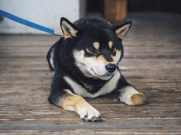 Le même chien au quatre-vingt-seizième jour