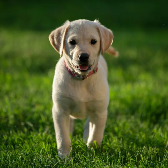 Un chiot golden retriever dans l’herbe